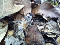 Hypomyces cervinigenus