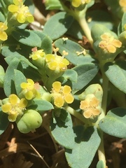 Euphorbia ocellata