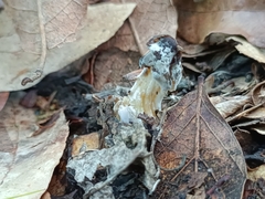 Hypomyces cervinigenus