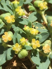 Euphorbia ocellata