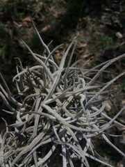 Tillandsia recurvata