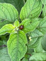 Harmonia axyridis