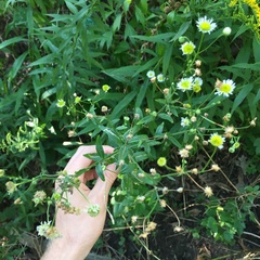 Symphyotrichum ontarionis