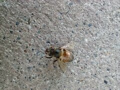 Apis mellifera