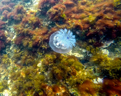 Pseudorhiza haeckeli