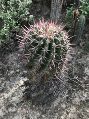 Ferocactus recurvus recurvus