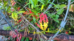 Gloriosa superba