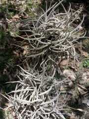Tillandsia recurvata