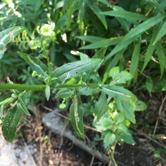 Symphyotrichum ontarionis