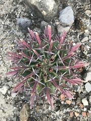 Ferocactus recurvus recurvus