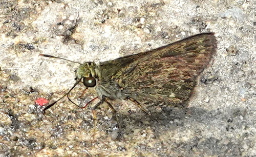 Peninsular Ace