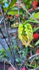 Gloriosa superba
