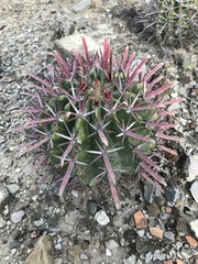 Ferocactus recurvus recurvus