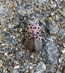 Lycorma delicatula