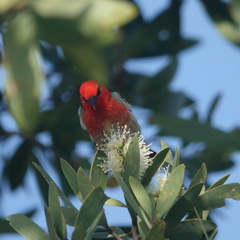 Myzomela sanguinolenta