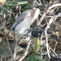 Philemon corniculatus