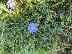 Cichorium intybus