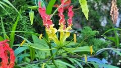 Gloriosa superba