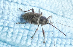 Curculio proboscideus