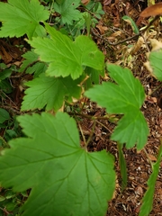 Ribes glandulosum