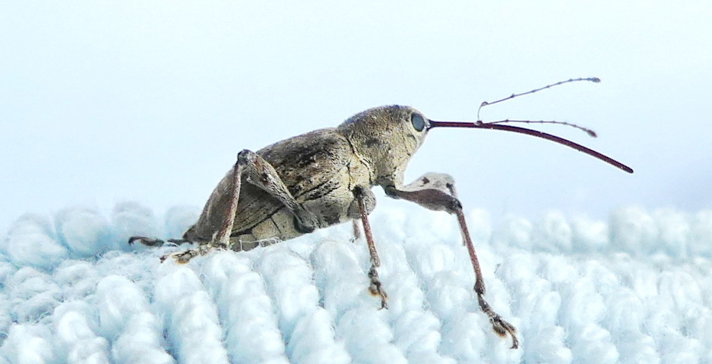 Large Chestnut Weevil from Balcony 603-225 Merton St, Toronto, ON ...