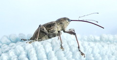 Curculio proboscideus
