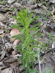 Stevia