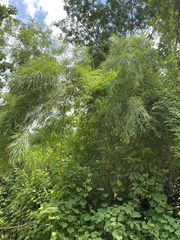 Otatea acuminata