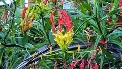 Gloriosa superba