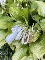 Hosta