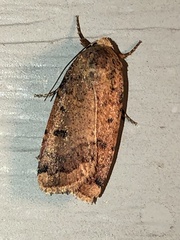 Abagrotis alternata