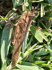 Dissosteira carolina