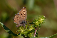 Tharsalea xanthoides