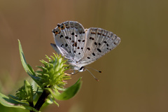 Tharsalea xanthoides