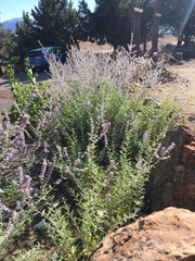 Salvia yangii