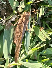 Dissosteira carolina