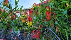Gloriosa superba