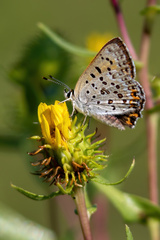 Tharsalea xanthoides