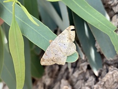 Psamatodes abydata