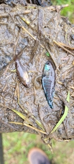 Austrolebias nigripinnis