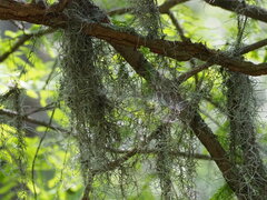 Tillandsia usneoides