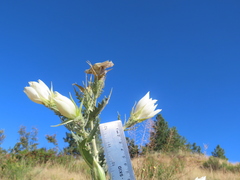 Mentzelia decapetala