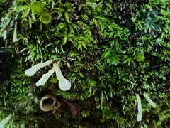 Clavariaceae