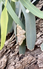 Psamatodes abydata