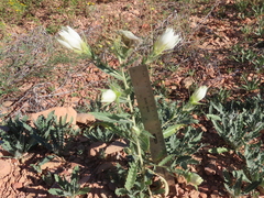 Mentzelia decapetala