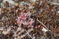 Sedum brevifolium