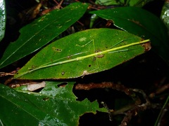 Anarchodes