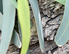 Psamatodes abydata