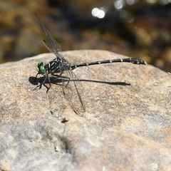Stylogomphus albistylus