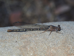 Argia lugens